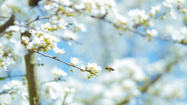 spring-wellness-tips